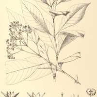 39. PSYCHOTRIA pubigera.