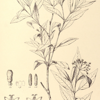 41. PSYCHOTRIA nitidula.