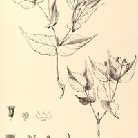 42. PSYCHOTRIA Warmingii.