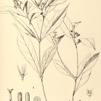 43. PSYCHOTRIA I.Schottiana, II. Regnellii.