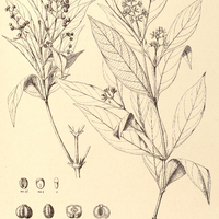 44. PSYCHOTRIA flexuosa.