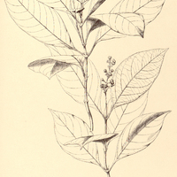 45. PSYCHOTRIA brevicollis.