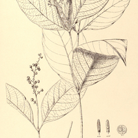 46. PSYCHOTRIA subundulata