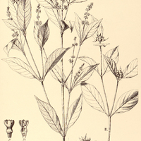 47. PSYCHOTRIA I. malaneoides ß, II. barbiflora.