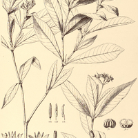 PSYCHOTRIA chlorotica var. lanceolata.