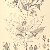 49. PSYCHOTRIA I. rhodoleuca, II. bracteata var. latifolia.