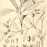 50. PSYCHOTRIA I. ruelliaefolia, II. spathicalyx.