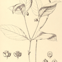 51. PSYCHOTRIA Martiana.