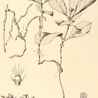 52. PSYCHOTRIA Ipecacuanha.