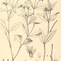53. PSYCHOTRIA I. xanthocephala, II. horridula.