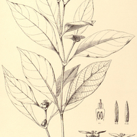 54. PSYCHOTRIA hastisepala.