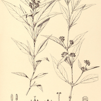 55. PSYCHOTRIA hygrophiloides.