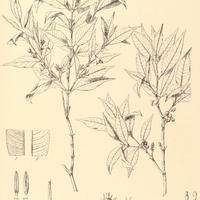 56. PSYCHOTRIA hancorniaefolia var. genuina.