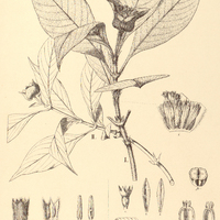 57. PSYCHOTRIA I. Poeppigiana, II. colorata.