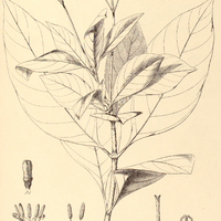 58. MAPOURIA chionantha.