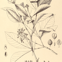 59. MAPOURIA alba
