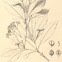 60. MAPOURIA corymbifera.