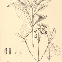 61. MAPOURIA tristis.
