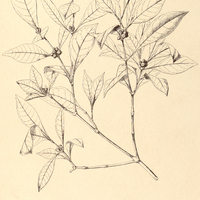 63. MAPOURIA cephalantha.