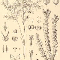 64. I. CONGDONIA coerulea, II. DECLIEUXIA rhexioides.