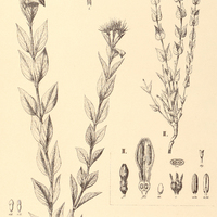 65. DECLIEUXIA I. mollis. II. cordigera var. genuina.