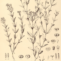66. DECLIEUXIA I. polygaloides var. Artetolo chia, II. chiococcoides var. pallida.