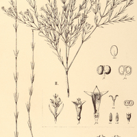 67. DECLIEUXIA I. oenanthoides var. stenophylla. II spergulifolia var. genuina.