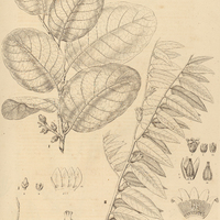 1. DIOSPYROS I. coccolobaefolia, II. sericea.