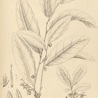 2. DIOSPYROS I. gaultheriaefolia, II. brasiliensis, III. MACREIGHTIA obovata.
