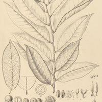 3. DIOSPYROS Paralea.