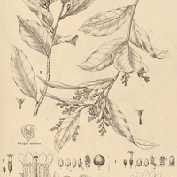 4. DICLIDANTHERA I penduliflora, II laurifolia.