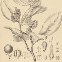 5. MOUTABEA I. dibotrya, II. excoriata, III. aculeata.
