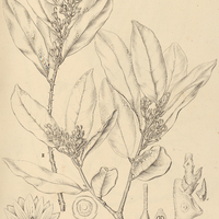6. MOUTABEA I guyanensis, II excoriata.
