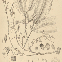 7. HORNSCHUCHIA Bryotrophe.