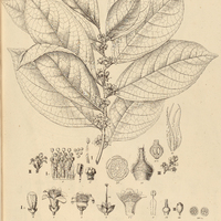 8. SYMPLOCOS I. bahiensis, II. Ciponima, III. nitens.
