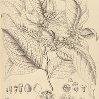9. SYMPLOCOS platyphylla.