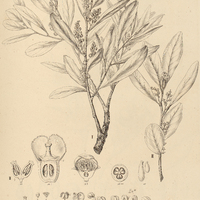 10. SYMPLOCOS lanceolata, I forma ?, II ß integerrima.