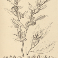 11. SYMPLOCOS variabilis.