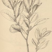 12. SYMPLOCOS celastrinea.