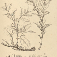 13. SYMPLOCOS I. lanceolata var. cricophoea, II. phaeoclados.