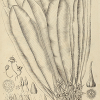 15. MIMUSOPS longifolia.