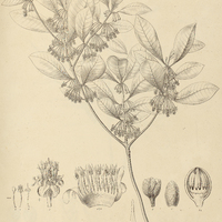 17. MIMUSOPS floribunda.