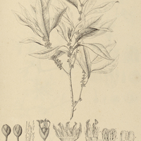 18. DIPHOLIS salicifolia.