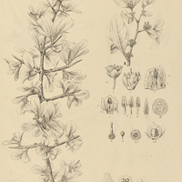 19. I. BUMELIA Sartorum. II. obtusifolia, var. buxifolia.
