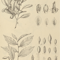 20. I. BUMELIA obtusifolia var : ? excelsa. II. SIDEROXYLON venulosum.