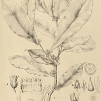 21. SIDEROXYLON I. rugosum. II. var. ?.