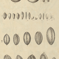 23. I. SAPOTA Achras, II. LUCUMA mammosa.