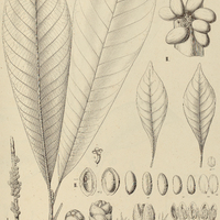 25. LUCUMA I. Bonplandii, II. glycyphloea.
