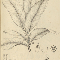 26. LUCUMA littoralis.