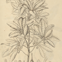 27. LUCUMA venosa.